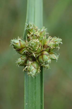 Schoenoplectiella mucronata \ Stachelspitzige Teichsimse / Bog Bulrush, D Freigericht 23.6.2023