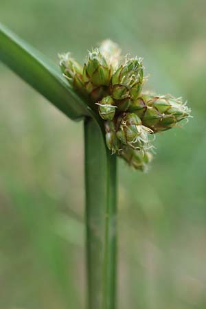 Schoenoplectiella mucronata \ Stachelspitzige Teichsimse / Bog Bulrush, D Freigericht 23.6.2023