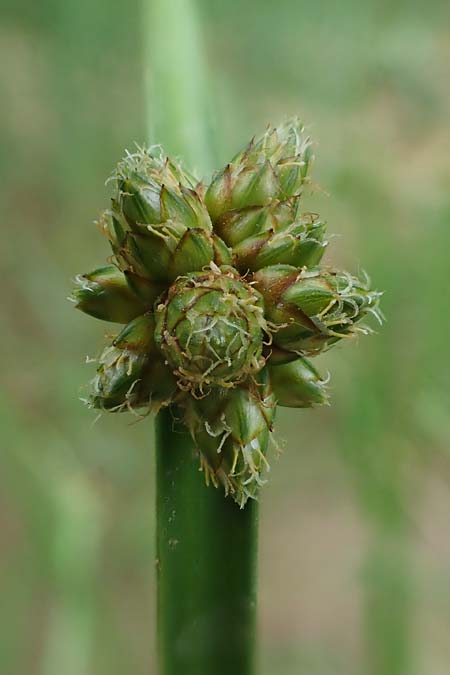 Schoenoplectiella mucronata \ Stachelspitzige Teichsimse / Bog Bulrush, D Freigericht 23.6.2023