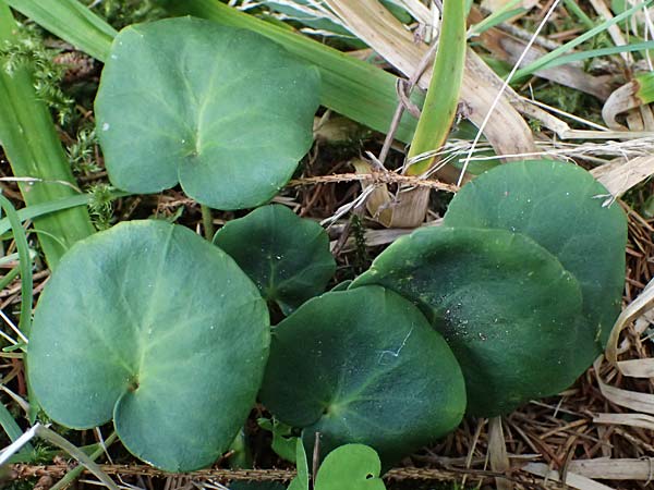 Soldanella montana \ Wald-Soldanelle, Berg-Alpengl�ckchen / Greater Alpine Clock, D Finsterau 8.5.2025