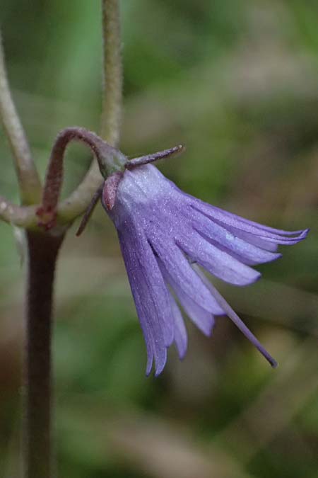 Soldanella montana \ Wald-Soldanelle, Berg-Alpengl�ckchen / Greater Alpine Clock, D Finsterau 8.5.2025