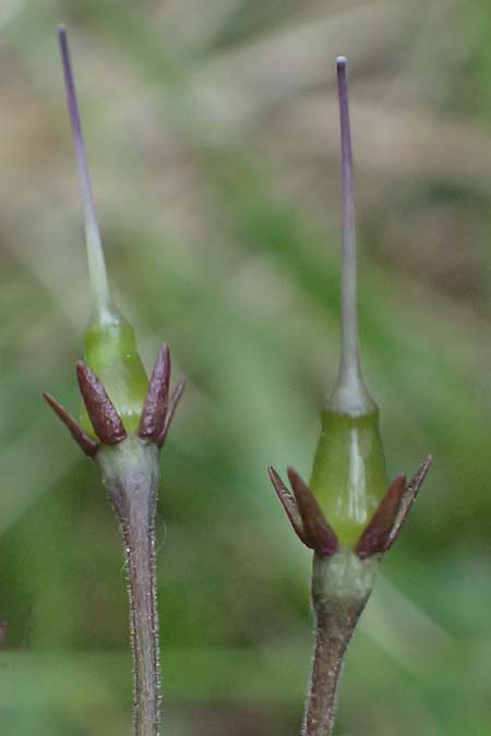 Soldanella montana \ Wald-Soldanelle, Berg-Alpengl�ckchen / Greater Alpine Clock, D Finsterau 8.5.2025