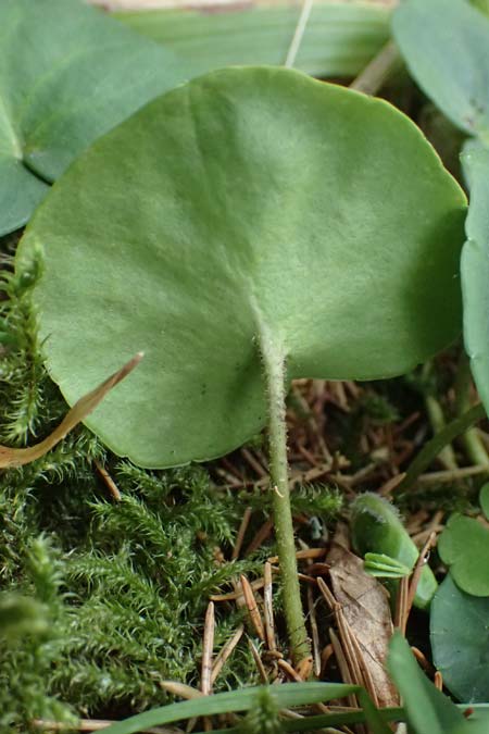 Soldanella montana \ Wald-Soldanelle, Berg-Alpengl�ckchen / Greater Alpine Clock, D Finsterau 8.5.2025