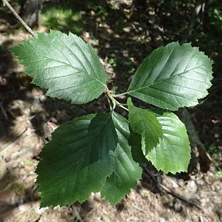 Sorbus meyeri \ Meyers Mehlbeere / Meyer's Whitebeam, D Eiersheim 31.5.2025