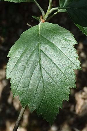Sorbus meyeri \ Meyers Mehlbeere / Meyer's Whitebeam, D Eiersheim 31.5.2025