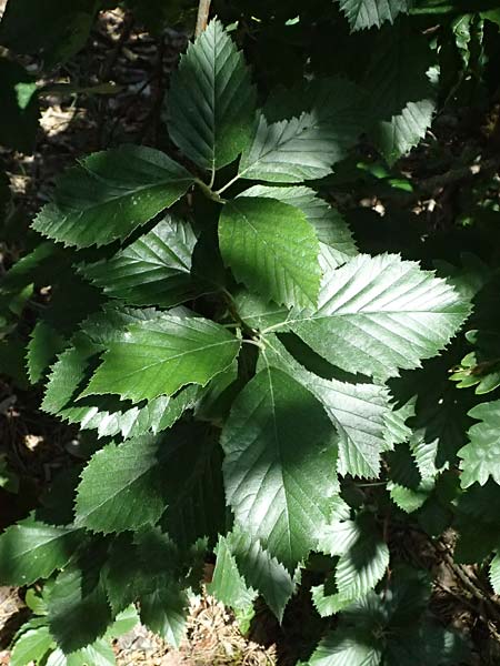 Sorbus meyeri \ Meyers Mehlbeere / Meyer's Whitebeam, D Eiersheim 31.5.2025