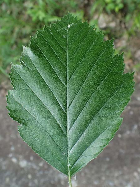 Sorbus moenofranconica \ Mainfr&auml;nkische Mehlbeere / Main-Franconian Whitebeam, D Eiersheim 31.5.2025