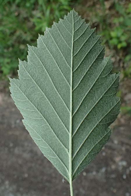 Sorbus moenofranconica \ Mainfr&auml;nkische Mehlbeere / Main-Franconian Whitebeam, D Eiersheim 31.5.2025