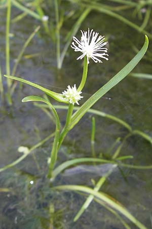 Sparganium natans \ Zwerg-Igelkolben / Least Bur-Reed, D Botan. Gar.  Universit.  Mainz 11.7.2009