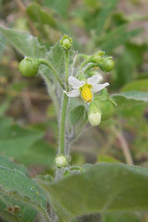 Solanum nitidibaccatum \ Argentinischer Nachtschatten, Glanzfr�chtiger Nachtschatten / Ground-Cherry Nightshade, Hairy Nightshade, D Ludwigshafen 12.7.2010