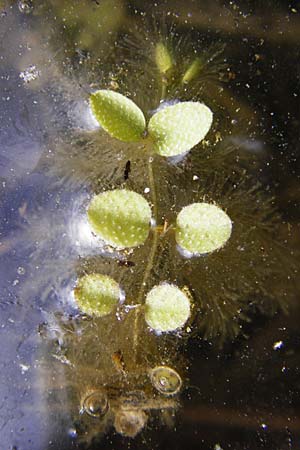 Salvinia natans \ Gemeiner Schwimmfarn / Floating Moss, D Altlussheim 26.5.2015