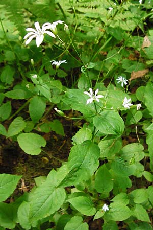 Stellaria nemorum \ Hain-Sternmiere / Wood Stitchwort, D Zwingenberg am Neckar 31.5.2015