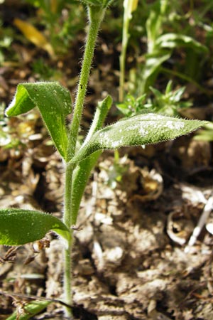 Silene noctiflora \ Nacht-Leimkraut, Acker-Lichtnelke / Night-Flowering Catchfly, D M&uuml;hlacker-Gro&szlig;glattbach 6.7.2015