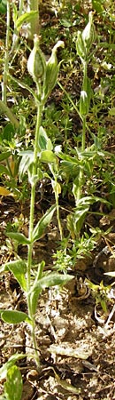 Silene noctiflora \ Nacht-Leimkraut, Acker-Lichtnelke / Night-Flowering Catchfly, D M&uuml;hlacker-Gro&szlig;glattbach 6.7.2015