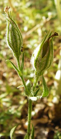 Silene noctiflora \ Nacht-Leimkraut, Acker-Lichtnelke / Night-Flowering Catchfly, D M&uuml;hlacker-Gro&szlig;glattbach 6.7.2015