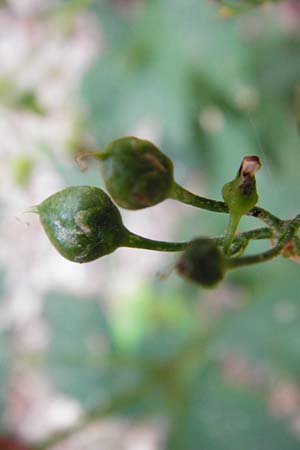 Scrophularia nodosa \ Knotige Braunwurz / Common Figwort, D Weinheim an der Bergstra&szlig;e 20.7.2015