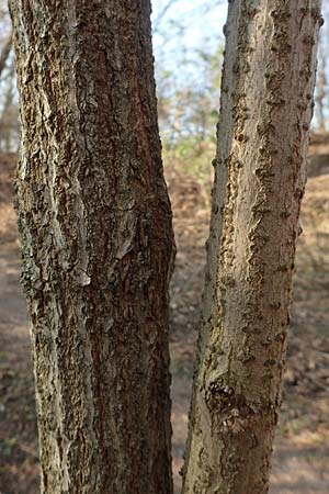 Sambucus nigra \ Schwarzer Holunder / Elder, D Mannheim 17.3.2016
