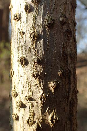 Sambucus nigra \ Schwarzer Holunder / Elder, D Mannheim 17.3.2016