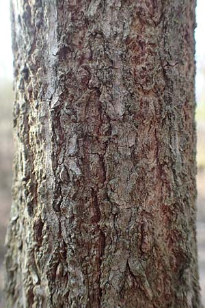 Sambucus nigra \ Schwarzer Holunder / Elder, D Mannheim 17.3.2016