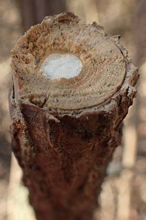 Sambucus nigra \ Schwarzer Holunder / Elder, D Mannheim 17.3.2016