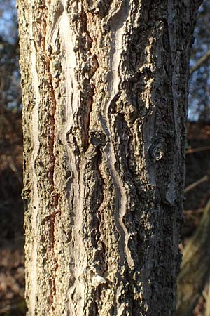Sambucus nigra \ Schwarzer Holunder / Elder, D Mannheim 17.3.2016