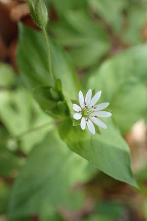 Stellaria neglecta \ Auwald-Vogelmiere / Greater Chickweed, D Kraichgau, Malsch 8.4.2016