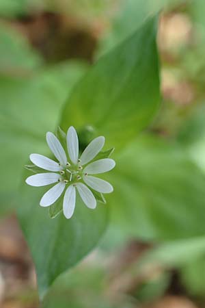 Stellaria neglecta \ Auwald-Vogelmiere / Greater Chickweed, D Kraichgau, Malsch 8.4.2016