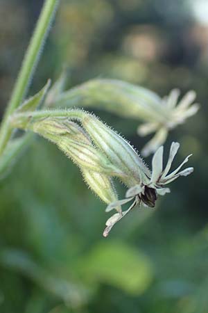 Silene nutans \ Nickendes Leimkraut / Nottingham Catchfly, D Pfronten 28.6.2016