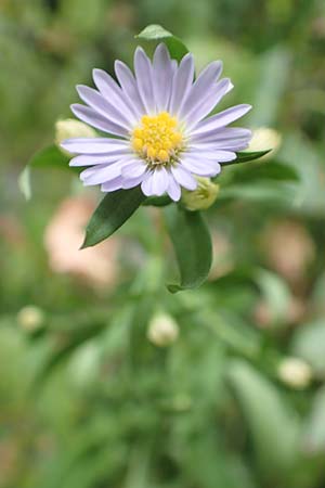 Symphyotrichum lanceolatum \ Lanzett-Herbst-Aster / Narrow-Leaved Michaelmas Daisy, White Panicle Aster, D Obernburg am Main 17.9.2016