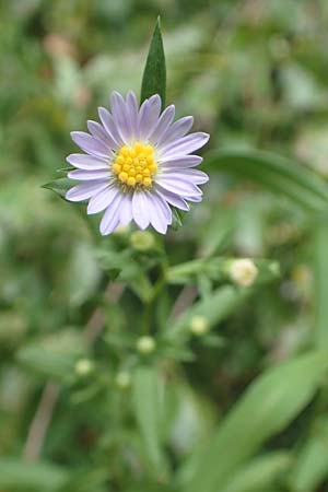 Symphyotrichum lanceolatum \ Lanzett-Herbst-Aster / Narrow-Leaved Michaelmas Daisy, White Panicle Aster, D Obernburg am Main 17.9.2016