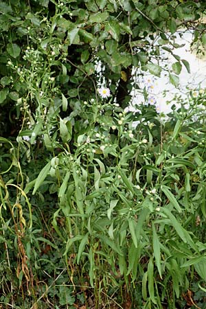 Symphyotrichum lanceolatum \ Lanzett-Herbst-Aster / Narrow-Leaved Michaelmas Daisy, White Panicle Aster, D Obernburg am Main 17.9.2016