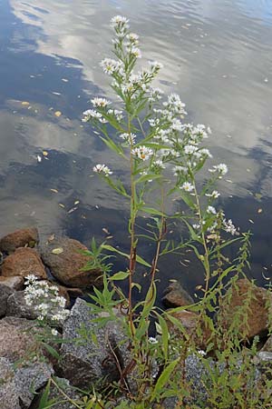 Symphyotrichum lanceolatum \ Lanzett-Herbst-Aster / Narrow-Leaved Michaelmas Daisy, White Panicle Aster, D Laudenbach am Main 2.10.2016