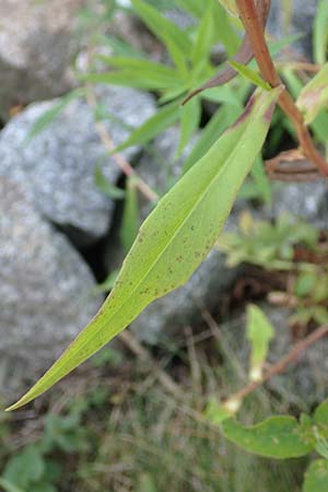 Symphyotrichum lanceolatum \ Lanzett-Herbst-Aster / Narrow-Leaved Michaelmas Daisy, White Panicle Aster, D Laudenbach am Main 2.10.2016