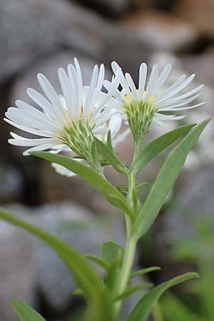 Symphyotrichum lanceolatum \ Lanzett-Herbst-Aster / Narrow-Leaved Michaelmas Daisy, White Panicle Aster, D Laudenbach am Main 2.10.2016