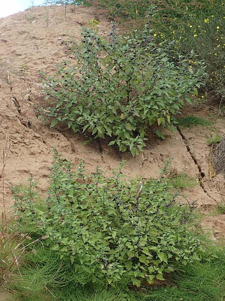 Solanum nigrum \ Schwarzer Nachtschatten / Black Nightshade, D Mannheim 17.9.2017