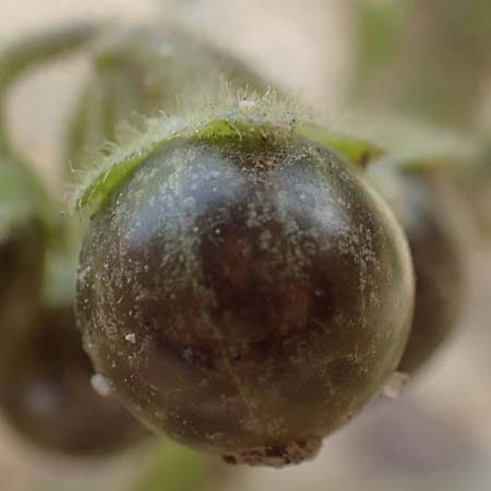 Solanum nitidibaccatum \ Argentinischer Nachtschatten, Glanzfr�chtiger Nachtschatten / Ground-Cherry Nightshade, Hairy Nightshade, D Mannheim 22.9.2018