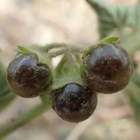 Solanum nitidibaccatum \ Argentinischer Nachtschatten, Glanzfr�chtiger Nachtschatten / Ground-Cherry Nightshade, Hairy Nightshade, D Mannheim 22.9.2018