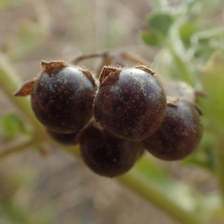 Solanum nitidibaccatum \ Argentinischer Nachtschatten, Glanzfr�chtiger Nachtschatten / Ground-Cherry Nightshade, Hairy Nightshade, D Mannheim 22.9.2018
