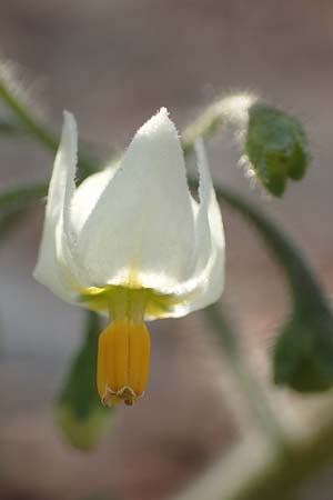Solanum nigrum \ Schwarzer Nachtschatten / Black Nightshade, D Mannheim 11.10.2018