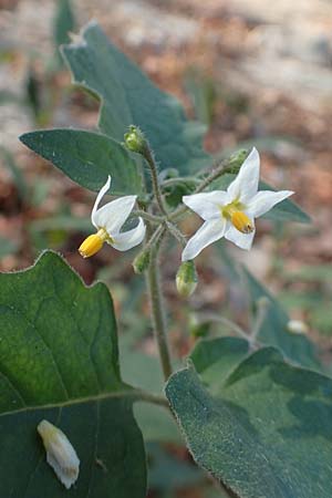 Solanum nigrum \ Schwarzer Nachtschatten / Black Nightshade, D Mannheim 11.10.2018