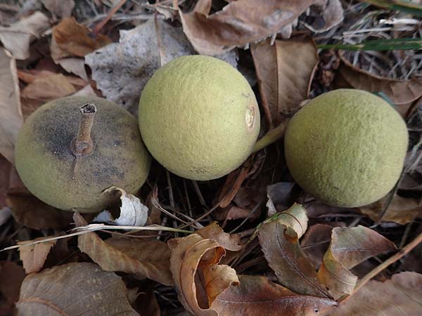 Juglans nigra \ Schwarznuss / Black Walnut, American Walnut, D Biblis 20.10.2018