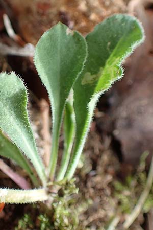 Silene nutans \ Nickendes Leimkraut / Nottingham Catchfly, D Alsbach 27.10.2018