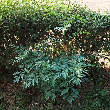 Sambucus nigra forma laciniata \ Geschlitztbl&auml;ttriger Schwarzer Holunder / Fernleaf Elder, D Mannheim 27.8.2019