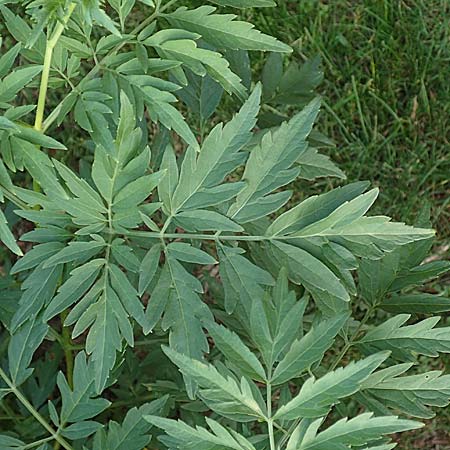 Sambucus nigra forma laciniata \ Geschlitztbl&auml;ttriger Schwarzer Holunder / Fernleaf Elder, D Mannheim 27.8.2019