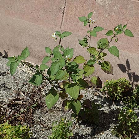 Solanum nigrum subsp. luteovirescens \ Gelbgr&uuml;ner Nachtschatten / Greenish Nightshade, D Mannheim 15.9.2019