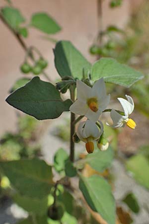 Solanum nigrum subsp. luteovirescens \ Gelbgr&uuml;ner Nachtschatten / Greenish Nightshade, D Mannheim 15.9.2019
