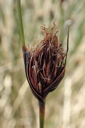 Schoenus nigricans \ Schw�rzliche Kopfbinse / Black Bog-Rush, D Neuleiningen 14.5.2020