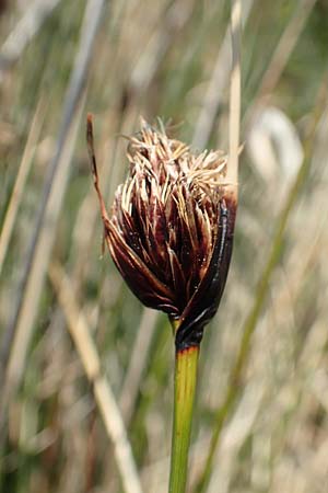 Schoenus nigricans, Schw&auml;rzliche Kopfbinse