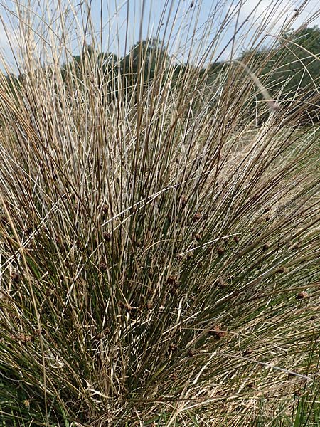 Schoenus nigricans \ Schw�rzliche Kopfbinse / Black Bog-Rush, D Neuleiningen 14.5.2020