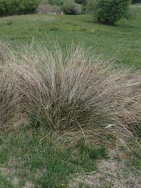 Schoenus nigricans \ Schw�rzliche Kopfbinse / Black Bog-Rush, D Neuleiningen 14.5.2020
